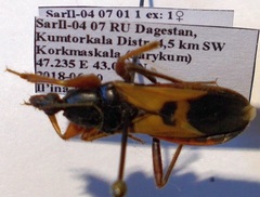 Ectomocoris ululans