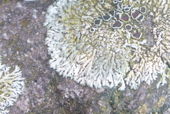 Physcia halei