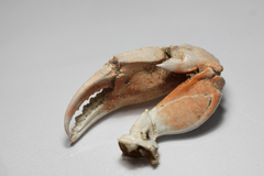 Liocarcinus