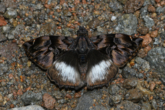 Noctuana lactifera lactifera