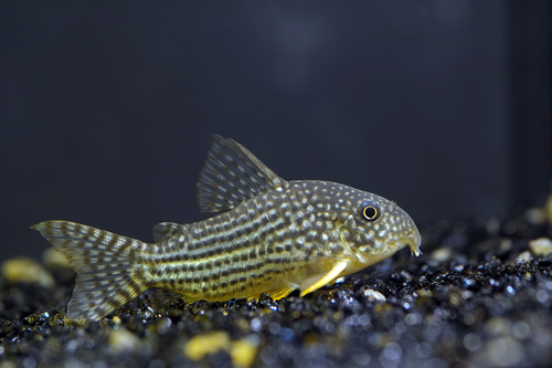 Sterbai Corydoras photo