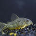 Sterba's Cory - Photo 
Matthew Mannell, no known copyright restrictions (public domain)