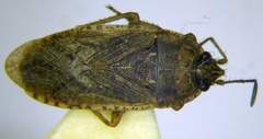 Emblethis denticollis