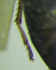 Emblethis denticollis
