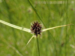 Cyperus teneristolon