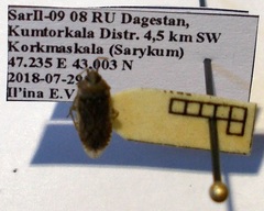 Emblethis denticollis