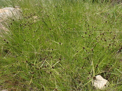 Cyperus teneristolon