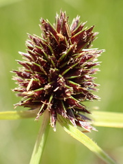 Cyperus teneristolon