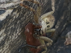 Polybetes rapidus