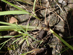 Cyperus teneristolon