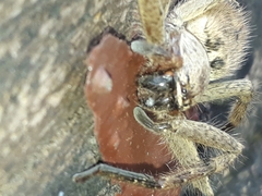 Polybetes rapidus