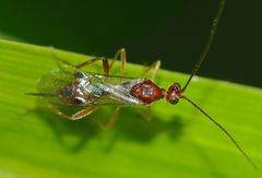 Meteorus pulchricornis