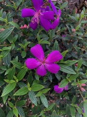 Pleroma semidecandrum