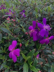 Pleroma semidecandrum