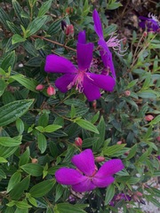 Pleroma semidecandrum