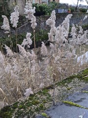 Phragmites australis