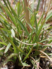 Microchloa caffra