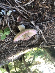 Russula bicolor