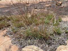 Microchloa caffra