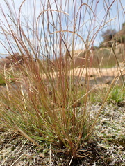 Microchloa caffra