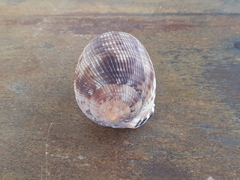 Cypraecassis testiculus