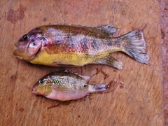 Tomocichla tuba