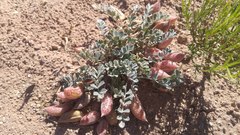 Astragalus chamaeleuce