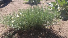 Astragalus convallarius