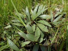 Ledebouria cooperi