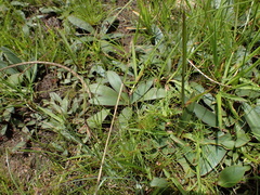 Ledebouria cooperi