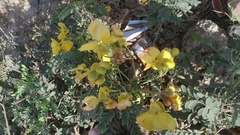 Senna auriculata