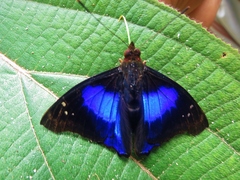 Doxocopa clothilda