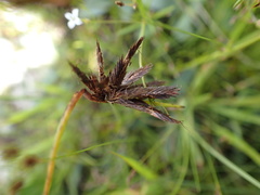 Cyperus macranthus