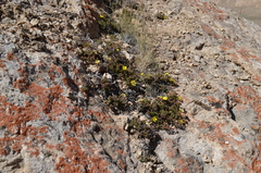 Dasiphora dryadanthoides