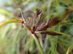 Cyperus macranthus