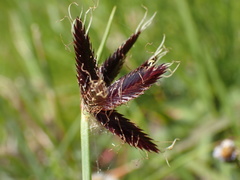 Cyperus macranthus