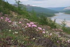 Rhododendron adamsii