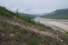 Rhododendron adamsii