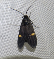 Aclytia punctata
