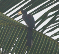 Lophoceros fasciatus