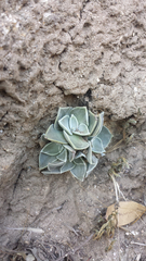 Dudleya cymosa pumila