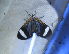 Hyalurga sora
