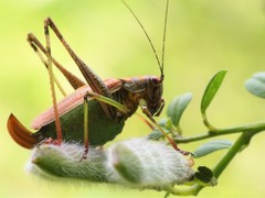 Stenophyllia modesta