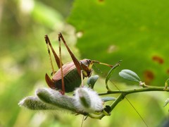 Stenophyllia modesta