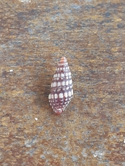 Pilsbryspira zebroides