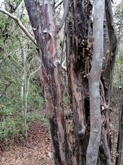 Condamineeae