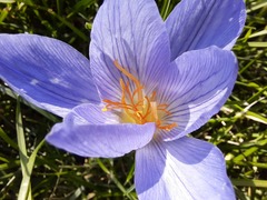 Crocus speciosus