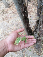 Condamineeae
