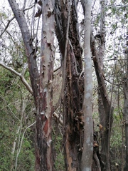 Condamineeae