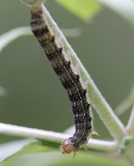 Orthosia rubescens